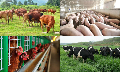 Toàn bộ biểu mẫu ban hành kèm Nghị định 13 hướng dẫn Luật chăn nuôi 2020